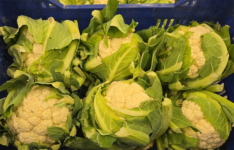 Cavolfiore bianco - Puglia - 0,80 euro al chilogrammo